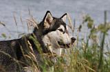 ALASKAN MALAMUTE 694